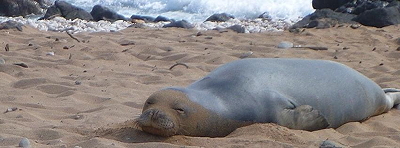 Monk seal slumping. Photo by Alex Shapiro.